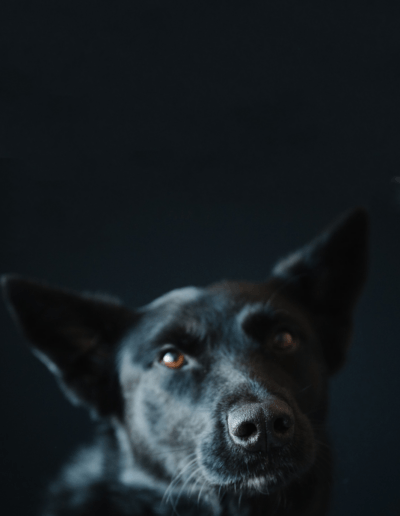 ☁️ Balu – Dogtor Feel Good der Herzen