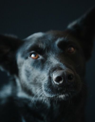 ☁️ Balu – Dogtor Feel Good der Herzen